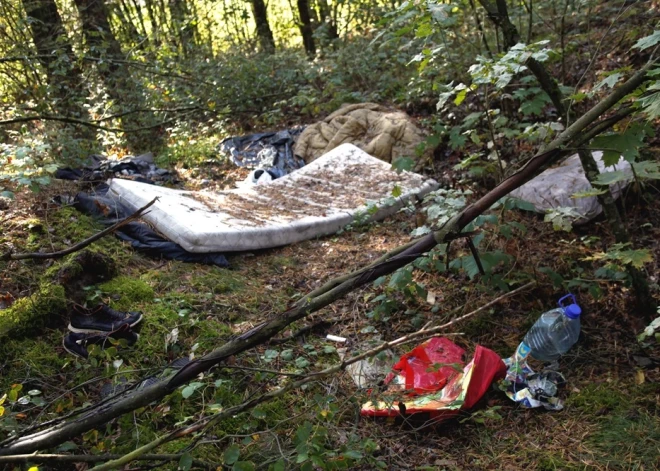 Предприятие Latvijas valsts meži обнародовало печальные данные о состоянии латвийских лесов