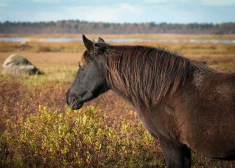 Новые заповедники радуют всех, кроме латвийских фермеров - они не могут работать на собственной земле