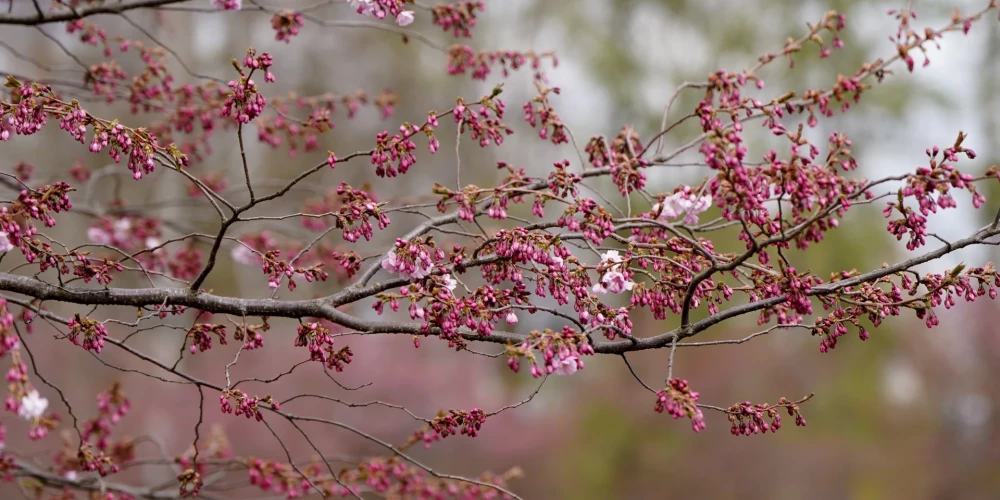 Ziedošas sakuras Uzvaras parkā.