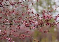 Sestdien Latvijā gaidāms lietus un brāzmains vējš