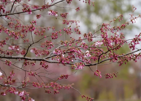 Ziedošas sakuras Uzvaras parkā.