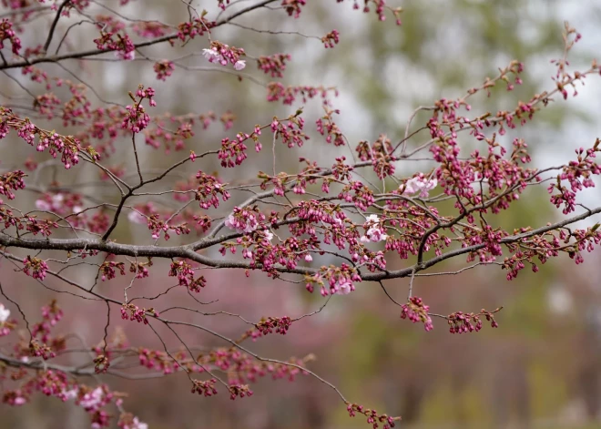 Sestdien Latvijā gaidāms lietus un brāzmains vējš