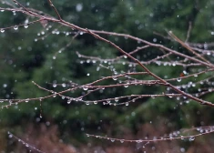 Латвию ждет облачная суббота с дождем и порывами ветра до 17 м/с