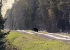 "Mēs barības ķēdē esam zemāk kā šis pinkainis!" Zemessargi mācību laikā sastop lāci. VIDEO