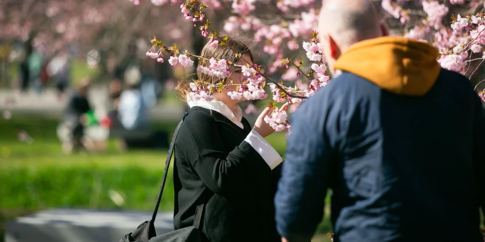 Rīgā atplaukušas burvīgās sakuras jeb Japānas ķirši.