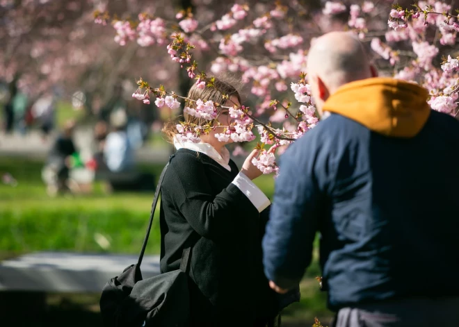 Rīgā atplaukušas burvīgās sakuras jeb Japānas ķirši.