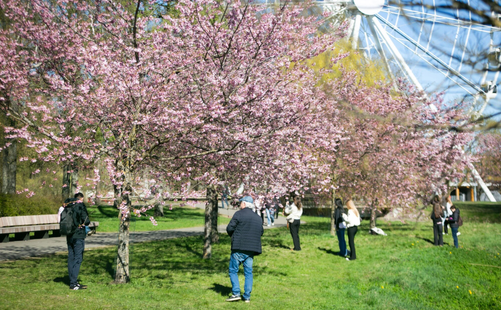 FOTO, VIDEO: Rīgā sācies pasakainais sakuru ziedēšanas laiks - iedzīvotāji steidz uzņemt labākos kadrus
