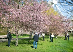 FOTO, VIDEO: Rīgā sācies pasakainais sakuru ziedēšanas laiks - iedzīvotāji steidz uzņemt labākos kadrus