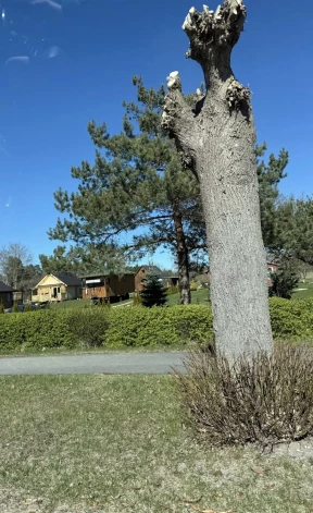 Mērsragā cilvēkus satrauc apzāģēto liepu dzīvotspēja.