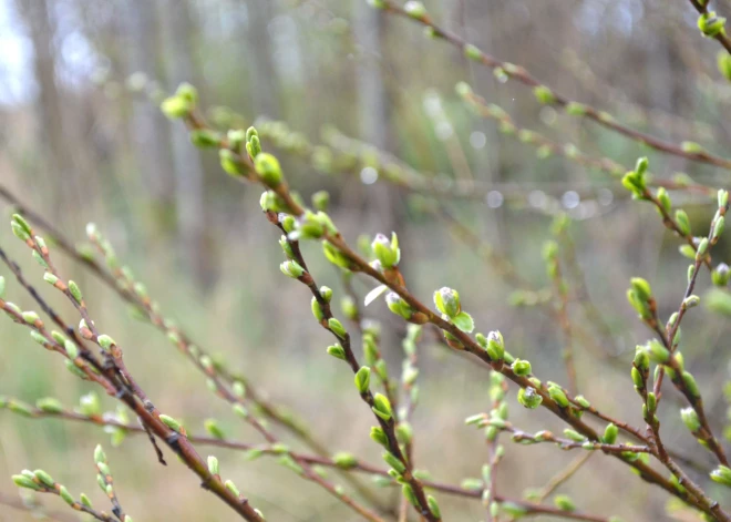 В субботу ожидается облачная погода с дождем