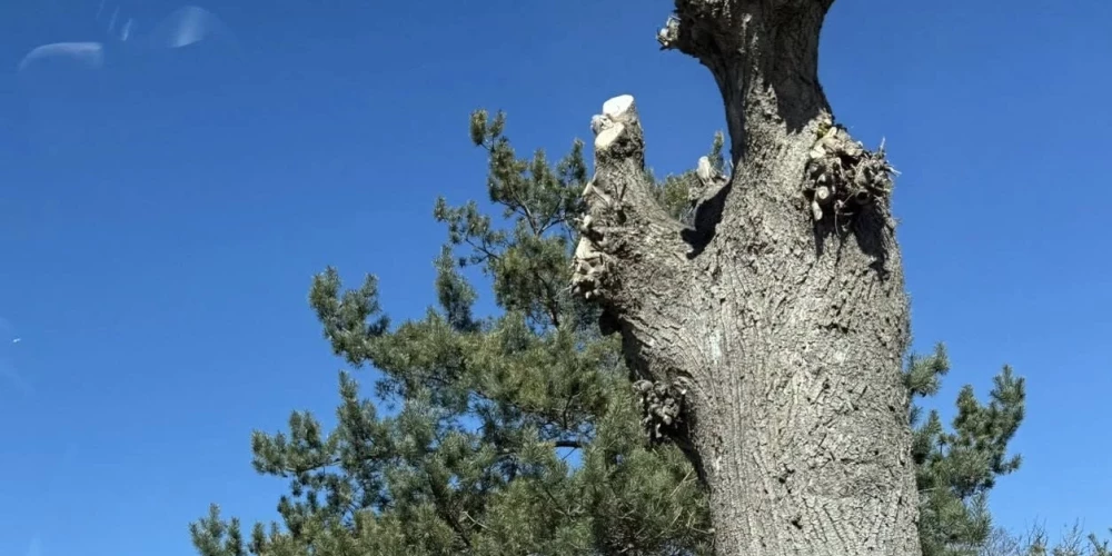 Mērsragā cilvēkus satrauc apzāģēto liepu dzīvotspēja.