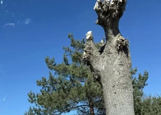 Izgāztuve iepretī Kārļa Ulmaņa salai, Mērsraga liepu stumbeņi, "atpūtas dīvāns" Karostā: kriminālā province