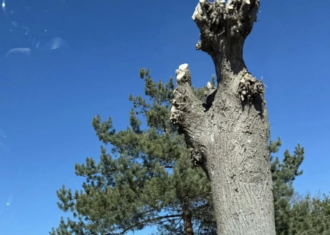 Izgāztuve iepretī Kārļa Ulmaņa salai, Mērsraga liepu stumbeņi, "atpūtas dīvāns" Karostā: kriminālā province