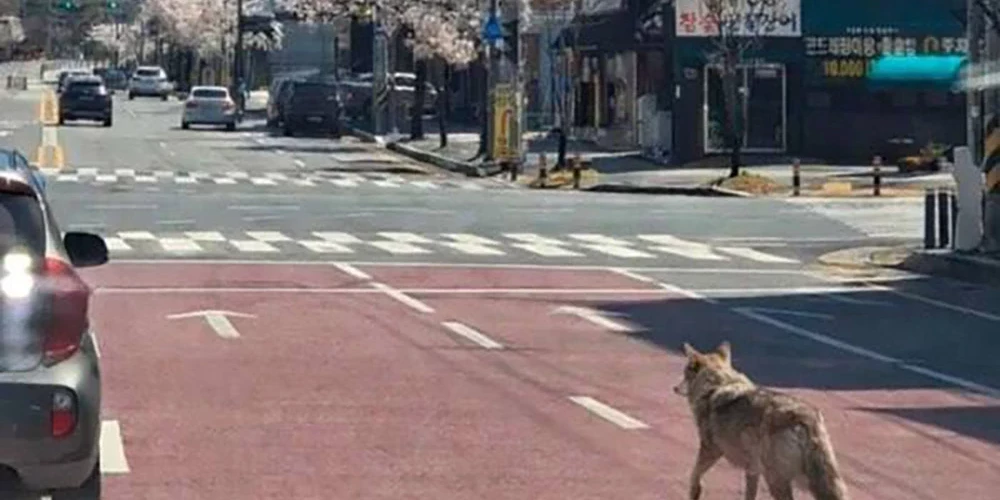 Vīrietis izveidoja un izplatīja viltotu fotoattēlu, kurā it kā redzams vilks Neukgu, kas rikšo pa ceļu krustojumu.