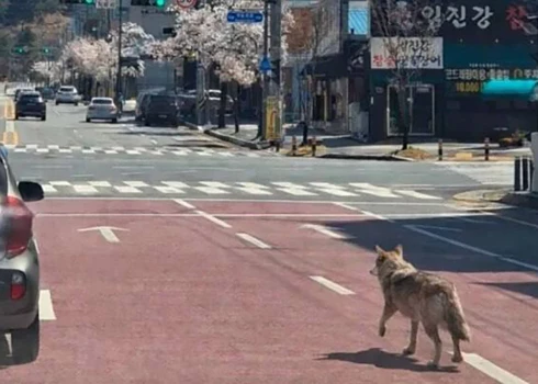 Vīrietis izveidoja un izplatīja viltotu fotoattēlu, kurā it kā redzams vilks Neukgu, kas rikšo pa ceļu krustojumu.