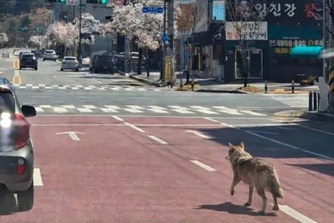 Vīrietis izveidoja un izplatīja viltotu fotoattēlu, kurā it kā redzams vilks Neukgu, kas rikšo pa ceļu krustojumu.