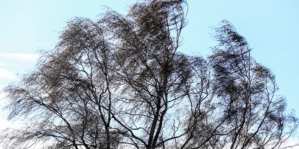 Sinoptiķi brīdina, ka ļoti stipra vēja dēļ tiks lauzti koku zari, iespējama arī koku lūšana.