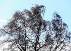 Sinoptiķi nāk klajā ar jaunumiem saistībā ar gaidāmo vētru