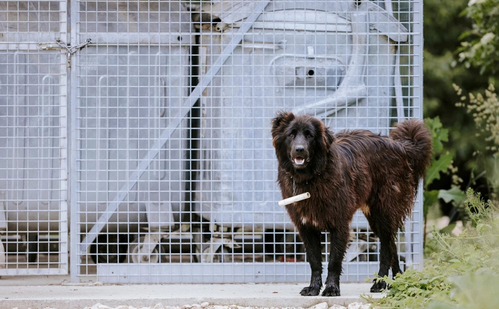 Iedzīvotāji ceļ trauksmi par vientuļu, starp metāllūžņiem mītošu suni; saimnieks neizpratnē: 