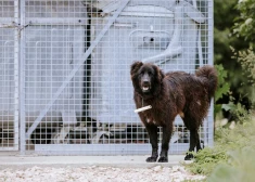 Iedzīvotāji ceļ trauksmi par vientuļu, starp metāllūžņiem mītošu suni; saimnieks neizpratnē: "Kā es dzīvoklī tādu turēšu?"
