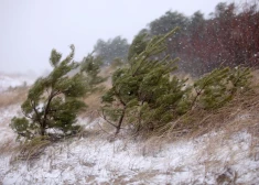 В воскресенье во многих районах бушует сильный ветер, местами выпал снег