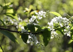 Дождались! Уже в начале мая температура в Латвии может подняться выше +20 градусов