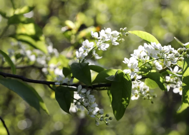 Дождались! Уже в начале мая температура в Латвии может подняться выше +20 градусов