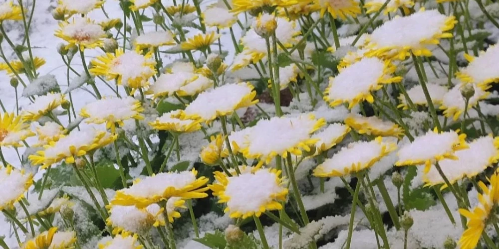 26 апреля местами в Латвии выпал снег и град.