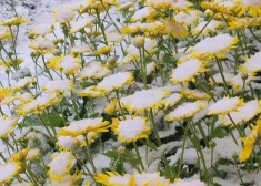 ФОТО: в воскресенье во многих районах бушует сильный ветер, местами выпал снег