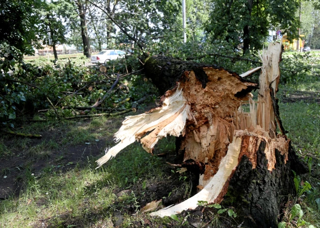 Ветер срывает конструкции и валит деревья: спасатели выезжали 17 раз за сутки