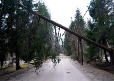 “Sadales tīkls” aicina cilvēkus nekādā gadījumā netuvoties elektrolīnijām, ja tajās iekārušies koki vai zari.