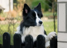 Pilnmēness šonedēļ būs ļoti jūtams - horoskops visām zodiaka zīmēm no 27.04. līdz 3.05. 