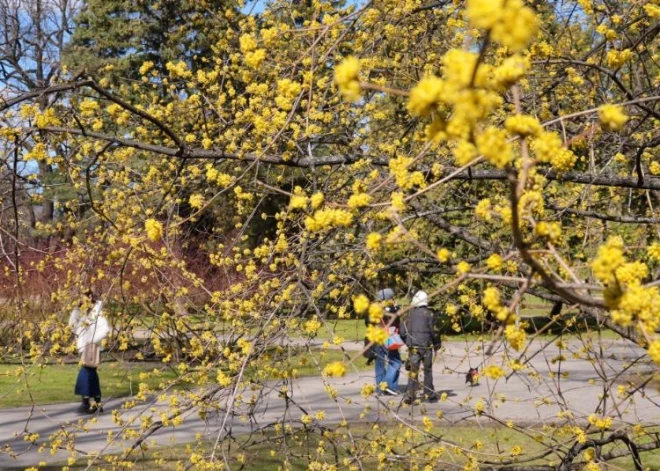 Pašreizējās prognozes liecina, ka maijs varētu būt siltāks nekā parasti