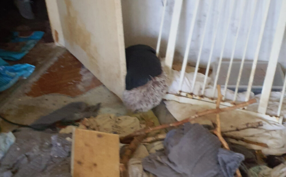 Šaušalīgs atradums Imantā: kādā dzīvoklī atrod 27 novārgušus kaķus un dzīvnieku mirstīgās atliekas. FOTO