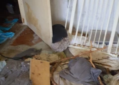 Šaušalīgs atradums Imantā: kādā dzīvoklī atrod 27 novārgušus kaķus un dzīvnieku mirstīgās atliekas. FOTO
