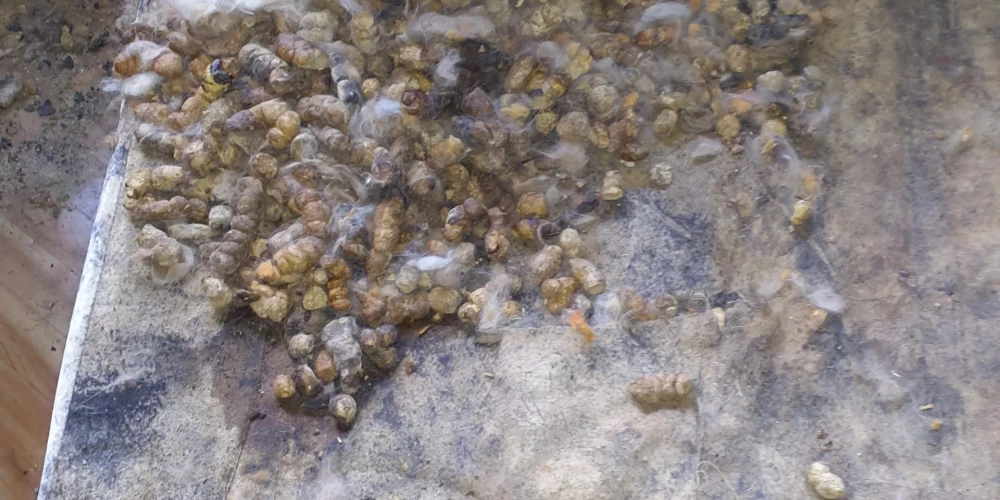 Kādā dzīvoklī Imantā antisanitāros apstākļos atrasti novārguši dzīvnieki.