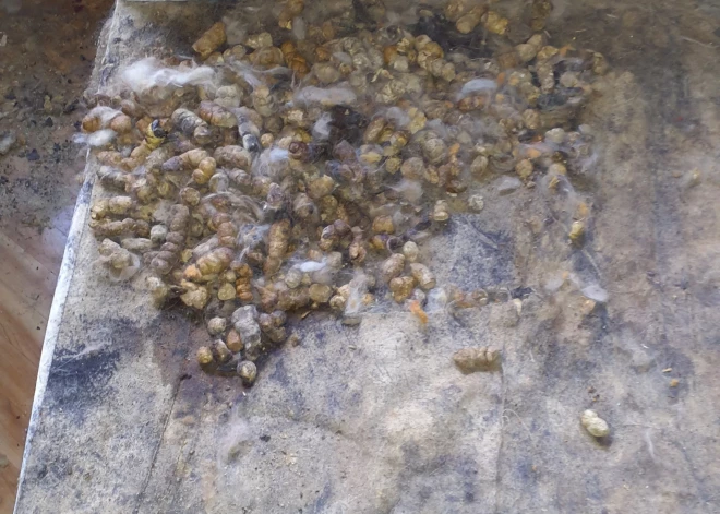 Kādā dzīvoklī Imantā antisanitāros apstākļos atrasti novārguši dzīvnieki.