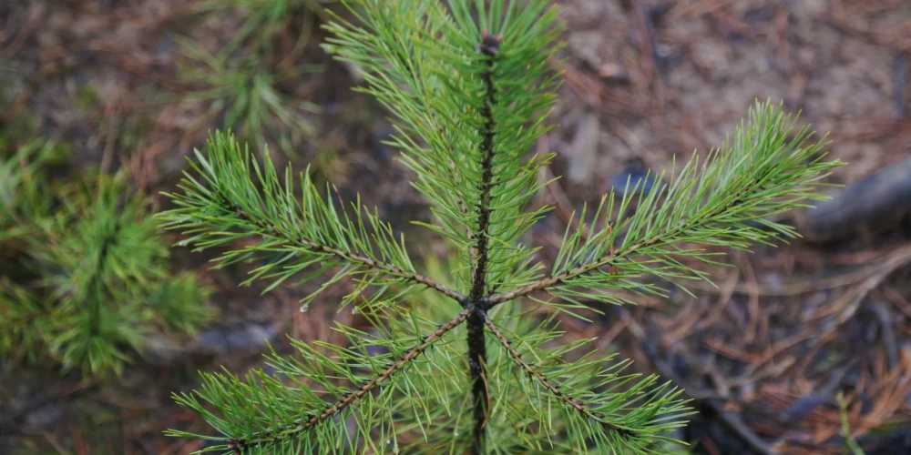 Jūrmalā paredzēts iestādīt aptuveni 1000 priežu, stiprinot pilsētas zaļo vidi un atjaunojot meža teritorijas.