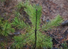 1. maijā Jūrmalā aktīvisti stādīs milzumdaudz priežu