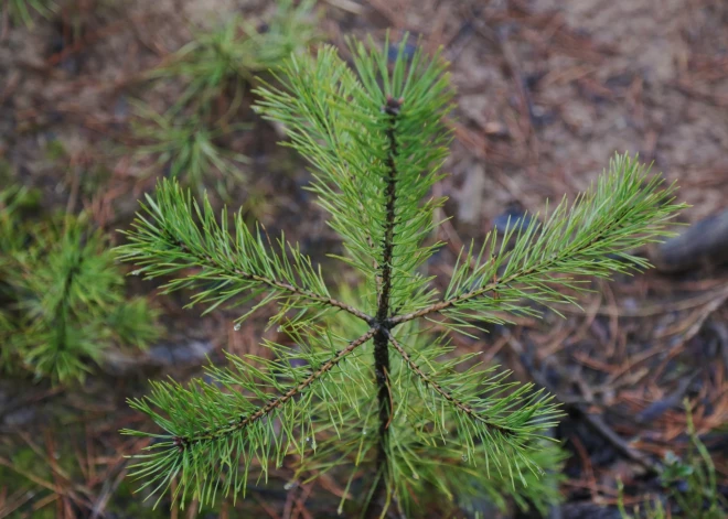 1. maijā Jūrmalā aktīvisti stādīs milzumdaudz priežu