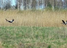 Otrdien turpinās pūst auksts ziemelis