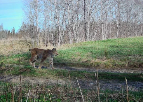 Meža kamera Madonas novadā fiksē pieaugušu lūsi. 