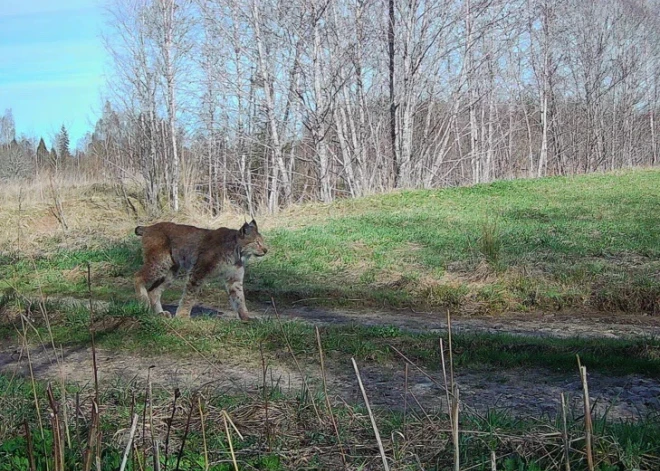 Madonas novadā fiksēts rets novērojums – gaišā dienas laikā pa meža ceļu pastaigājas lūsis