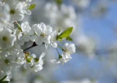Maijs Latvijā iesāksies ar četrām brīvdienām – kādi būs laikapstākļi?