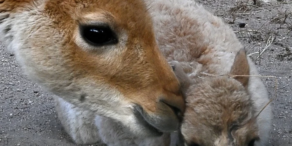 Rīga zoodārza saimei pievienojies vēl viens mazs, bet ļoti īpašs iemītnieks.