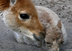 Rīgas zoodārza saimei pievienojies ļoti īpašs iemītnieks