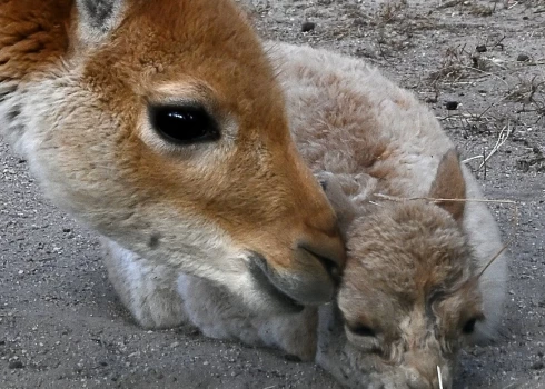 Rīga zoodārza saimei pievienojies vēl viens mazs, bet ļoti īpašs iemītnieks.