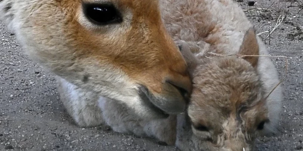 В Рижском зоопарке родился детеныш викуньи.