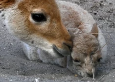 Вид, который почти исчез: в Рижском зоопарке родился особенный детеныш
