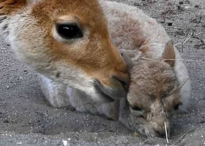 Вид, который почти исчез: в Рижском зоопарке родился особенный детеныш